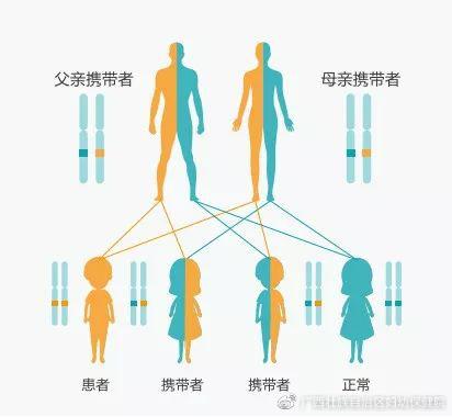 试管婴儿遗传特征