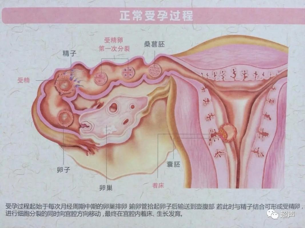 受孕过程
