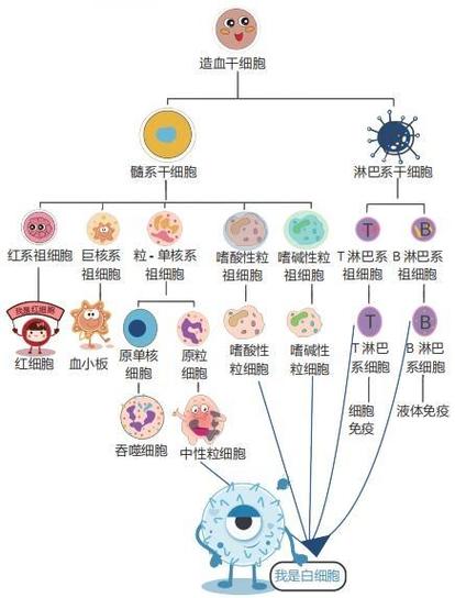 胚胎细胞分类