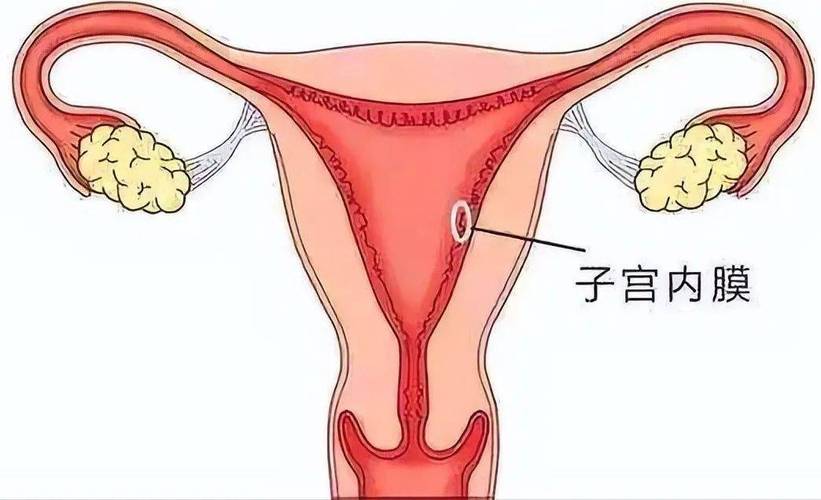  子宫内膜环境