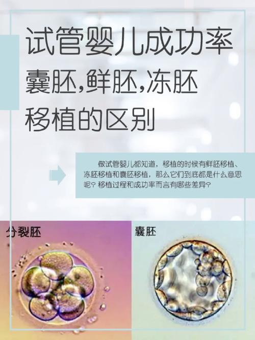 试管婴儿、囊胚选择、移植技巧、医疗生殖