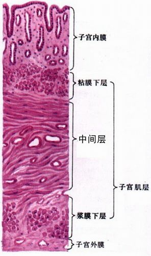 试管婴儿、内膜厚度、生殖医学