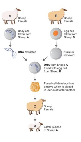 生物克隆技术