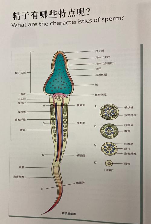 类精子
