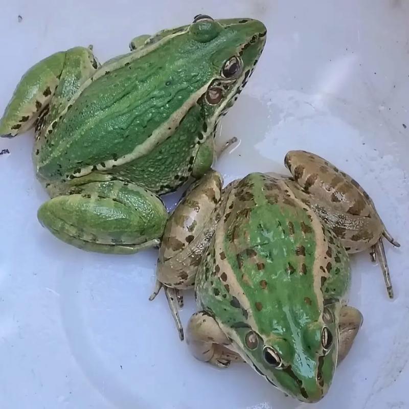 青蛙