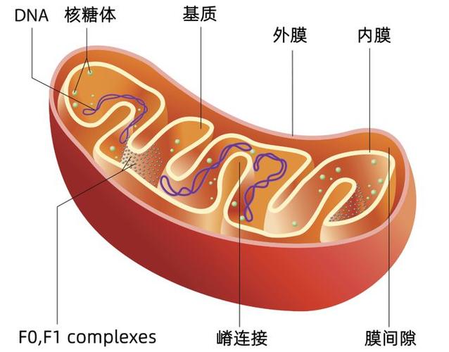  线粒体替换技术