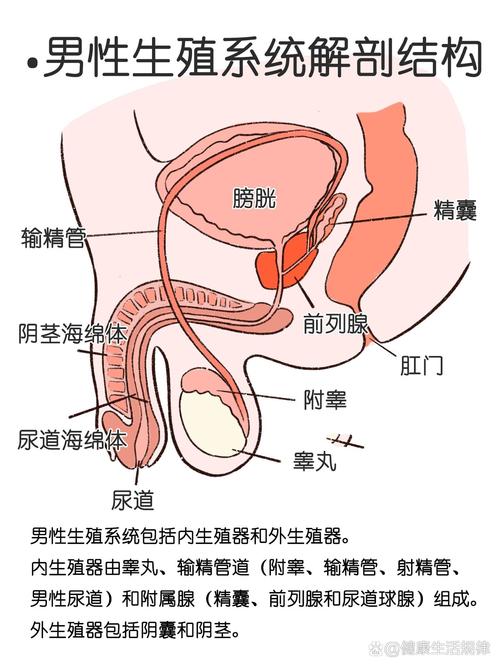 男性生殖系统检查
