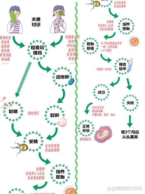 试管婴儿发育场所