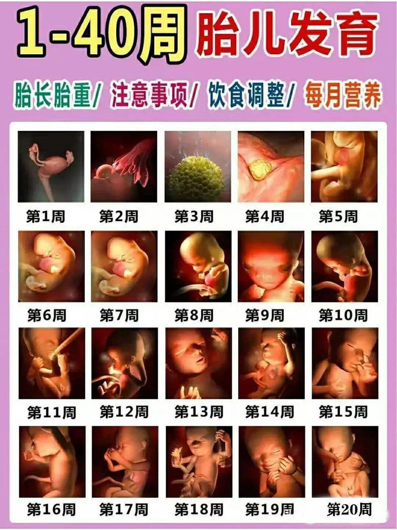  孕育过程