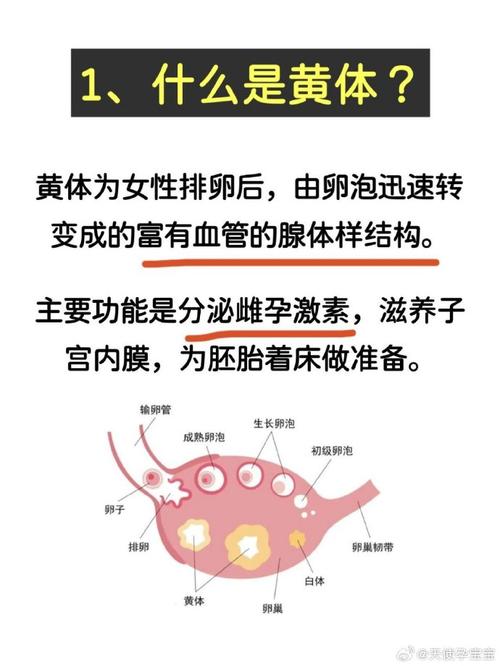  黄体支持