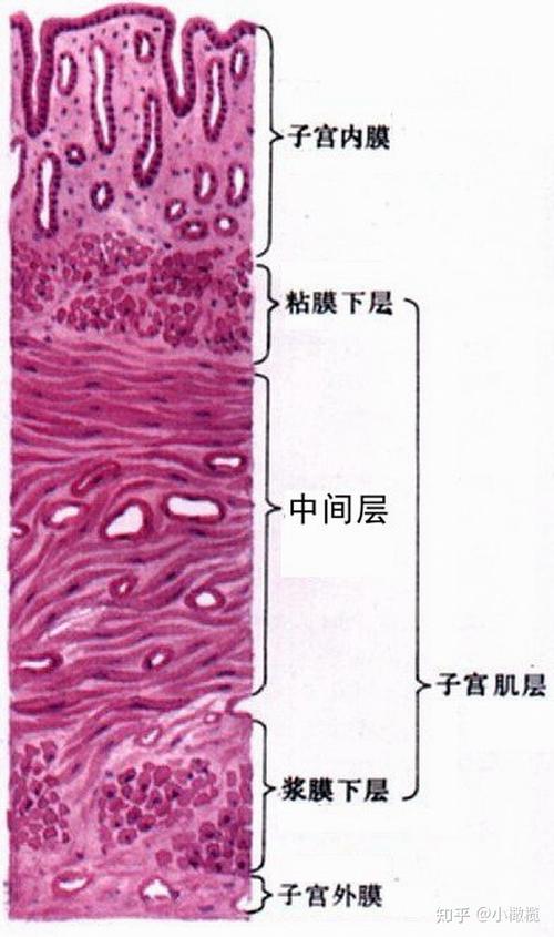 试管婴儿内膜