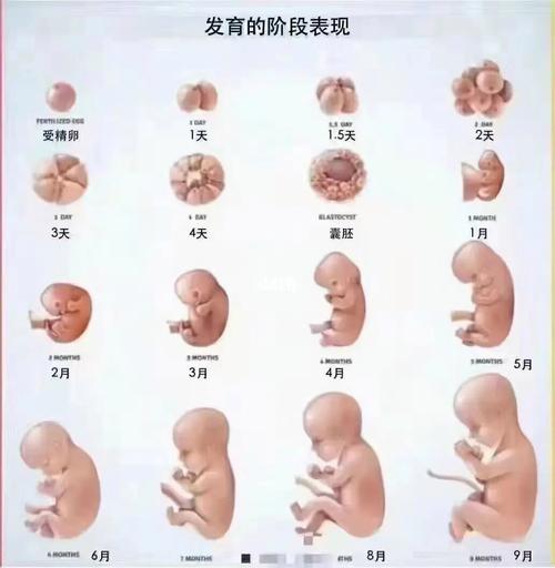 试管婴儿、胚胎移植、生殖医学