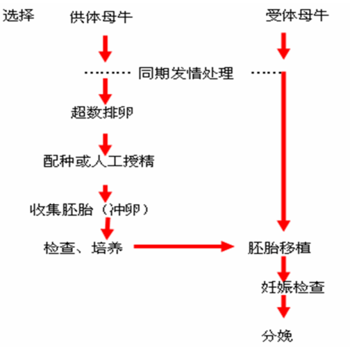 胚胎移植流程