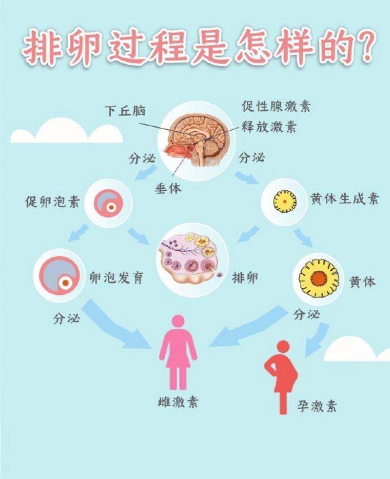  排卵过程