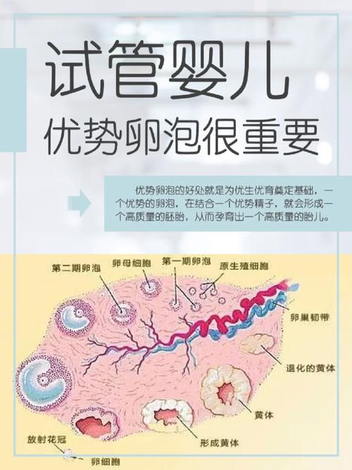 动物细胞试管婴儿技术