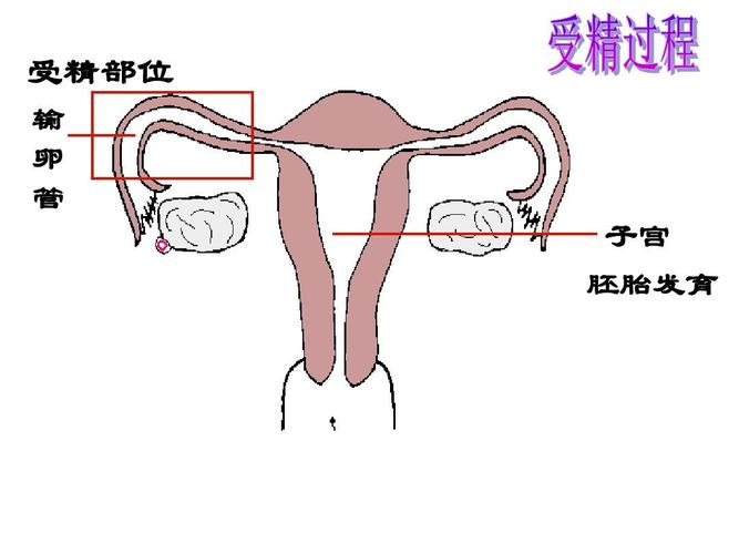 受精地点