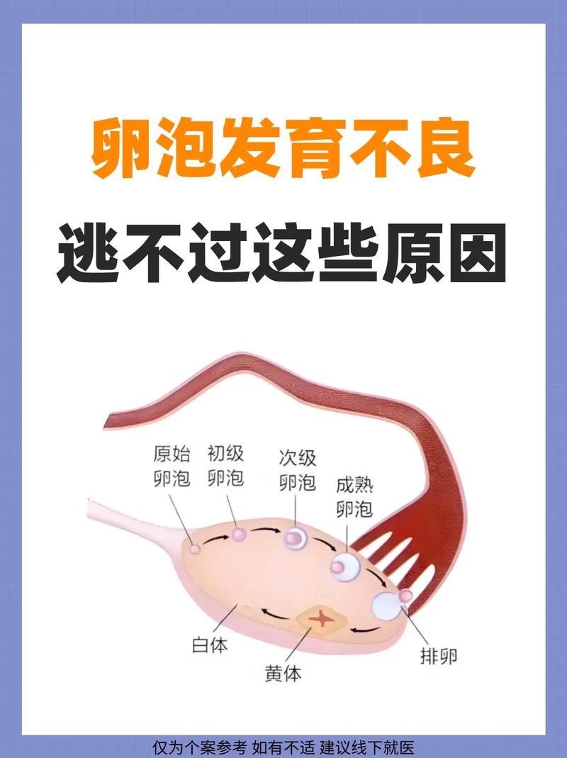 卵泡影响