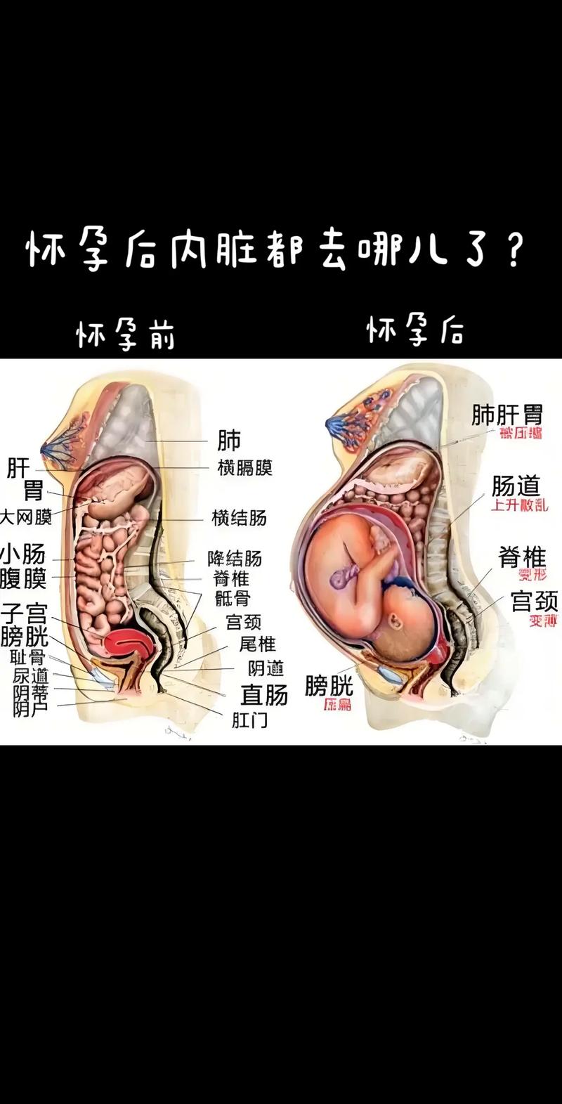 孕妇体内