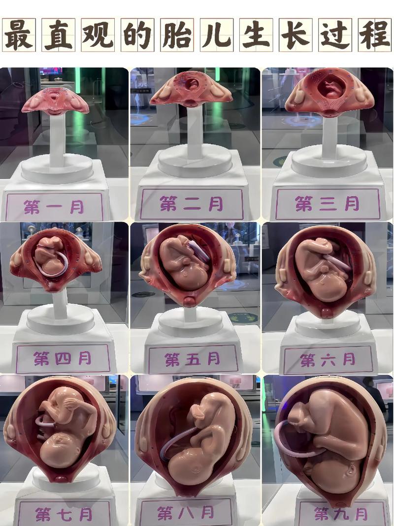 母体成长