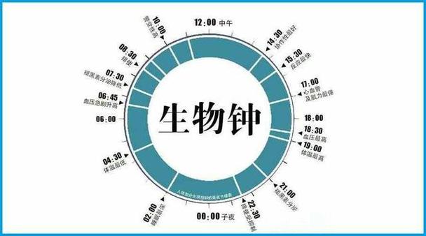  生物钟