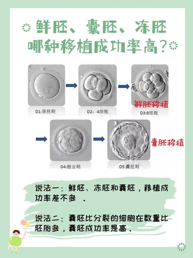 囊胚取样技术