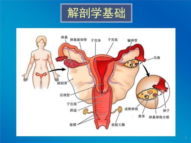 女子生殖