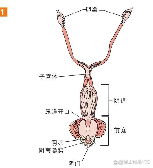  母体连接方式