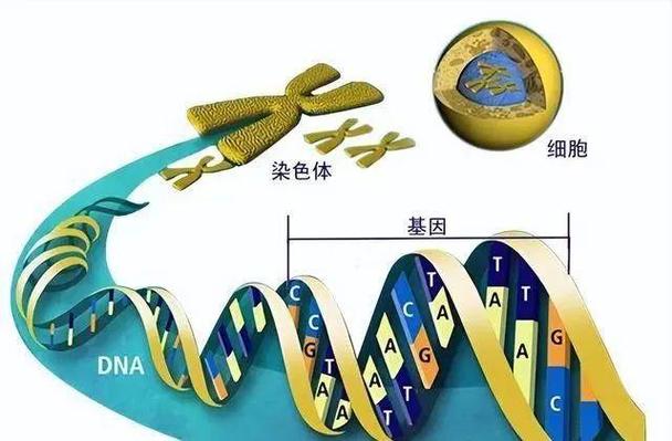 基因与染色体