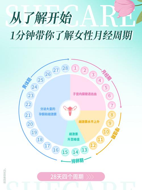 月经周期