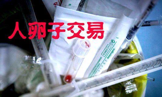  卵泡购买