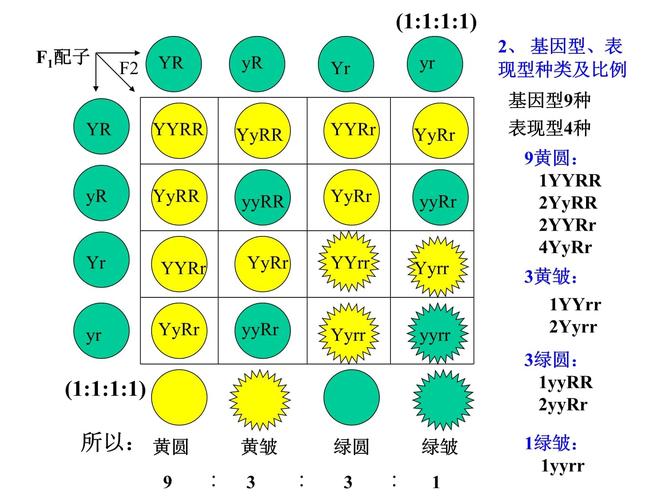 基因组合