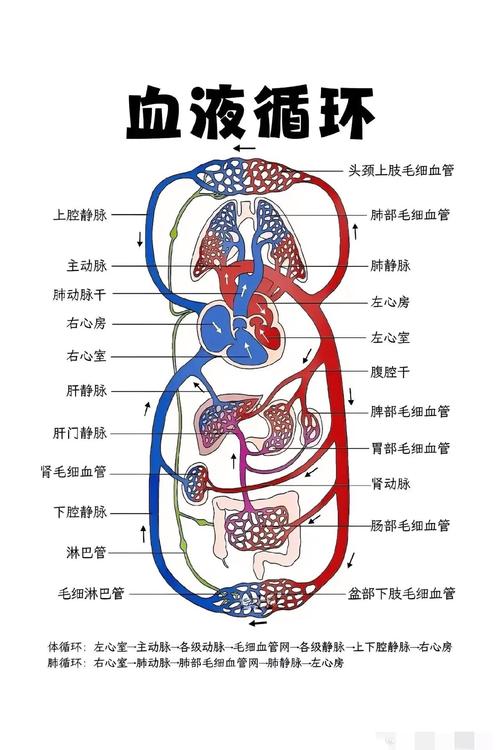子宫血液循环