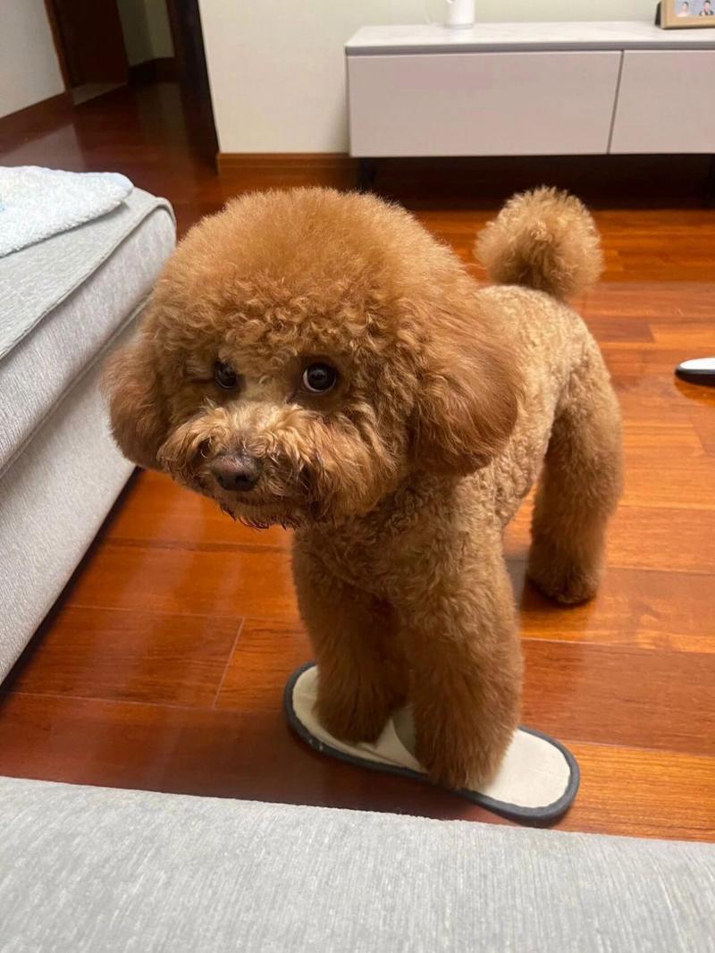 泰迪狗狗