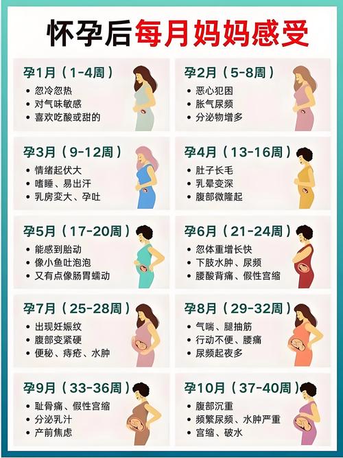 怀孕稳定期