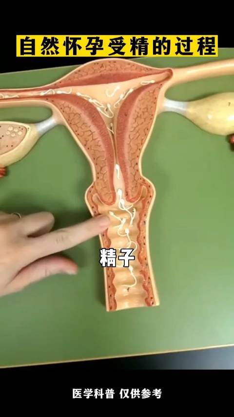 成功受精