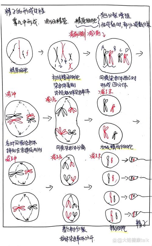  精子来源