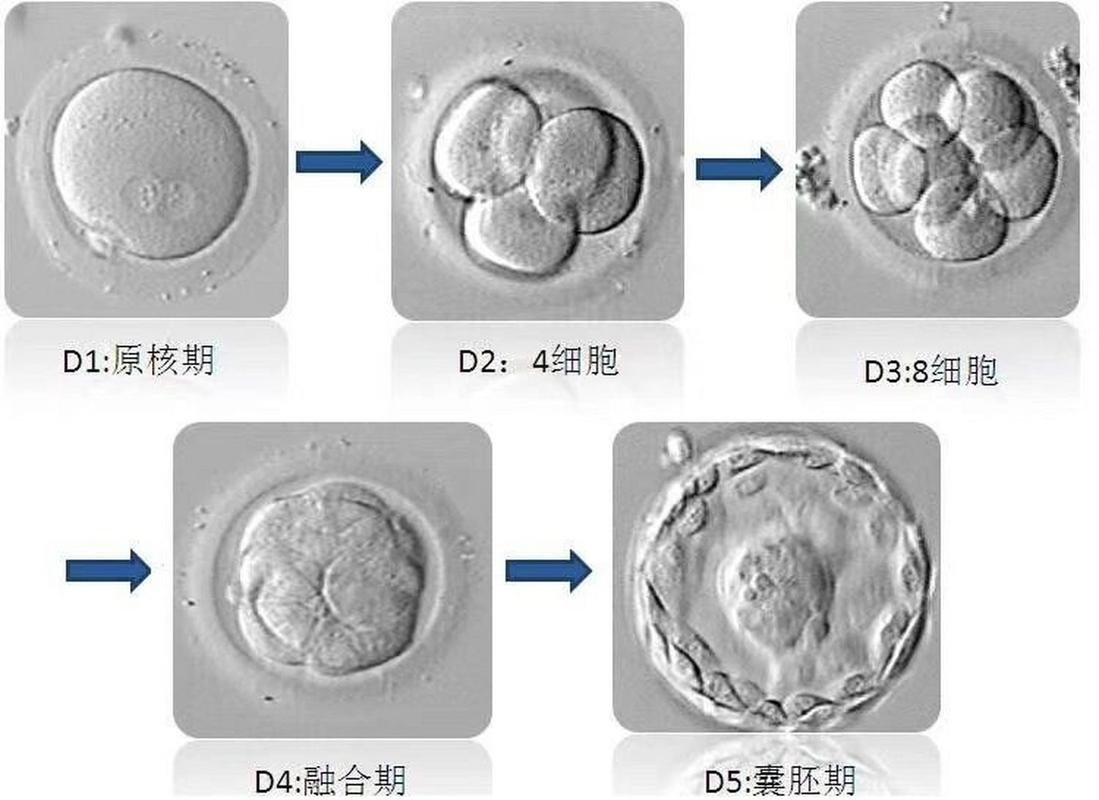  囊胚形成
