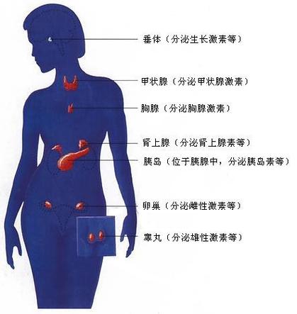 内分泌疾病