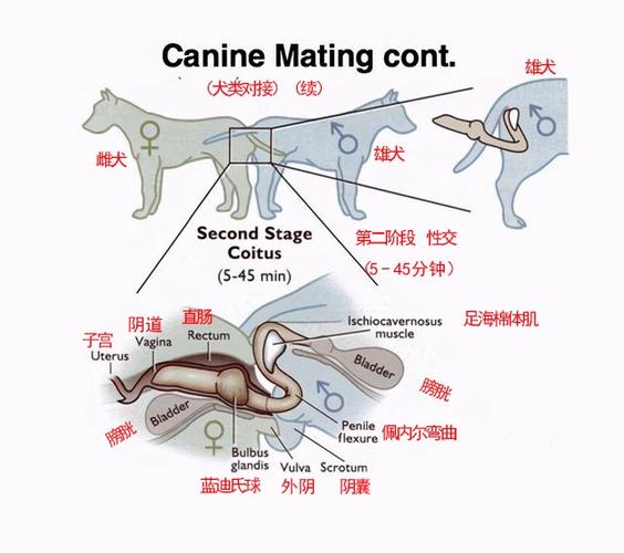 宠物生殖