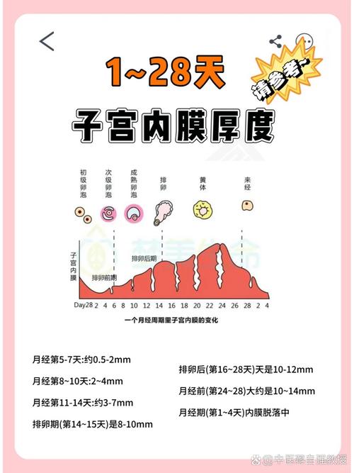 子宫内膜标准