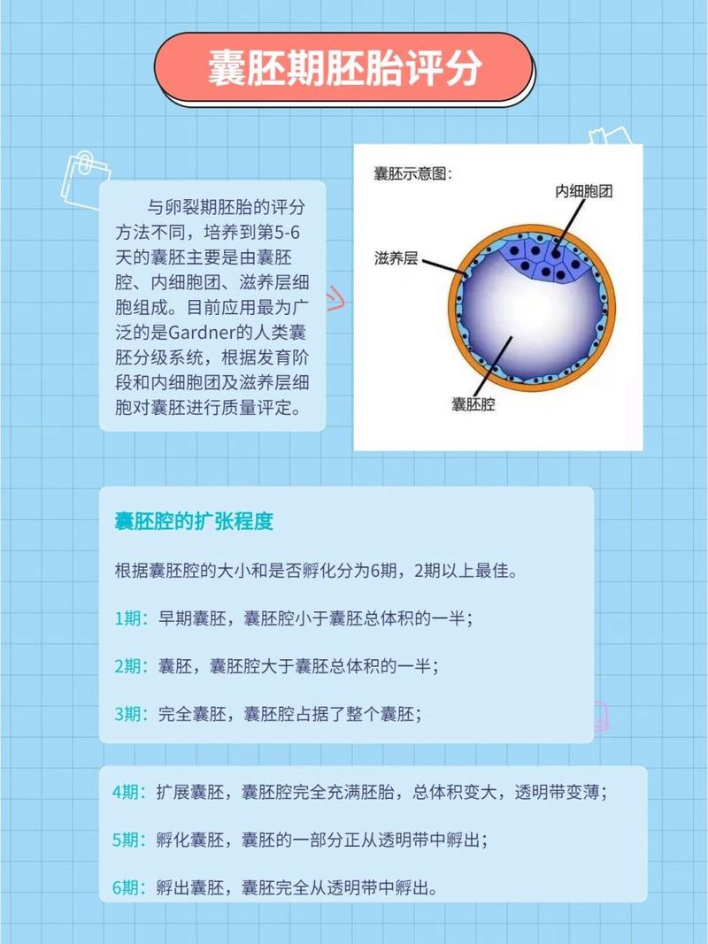 胚胎质量
描述: 本文详细介绍了试管婴儿胚胎图片鉴别相关知识，包括胚胎发育阶段、如何从图片观察胚胎形态，也指出了图片鉴别的局限性，强调听医生专业判断的重要性，助力准爸妈了解胚胎情况。