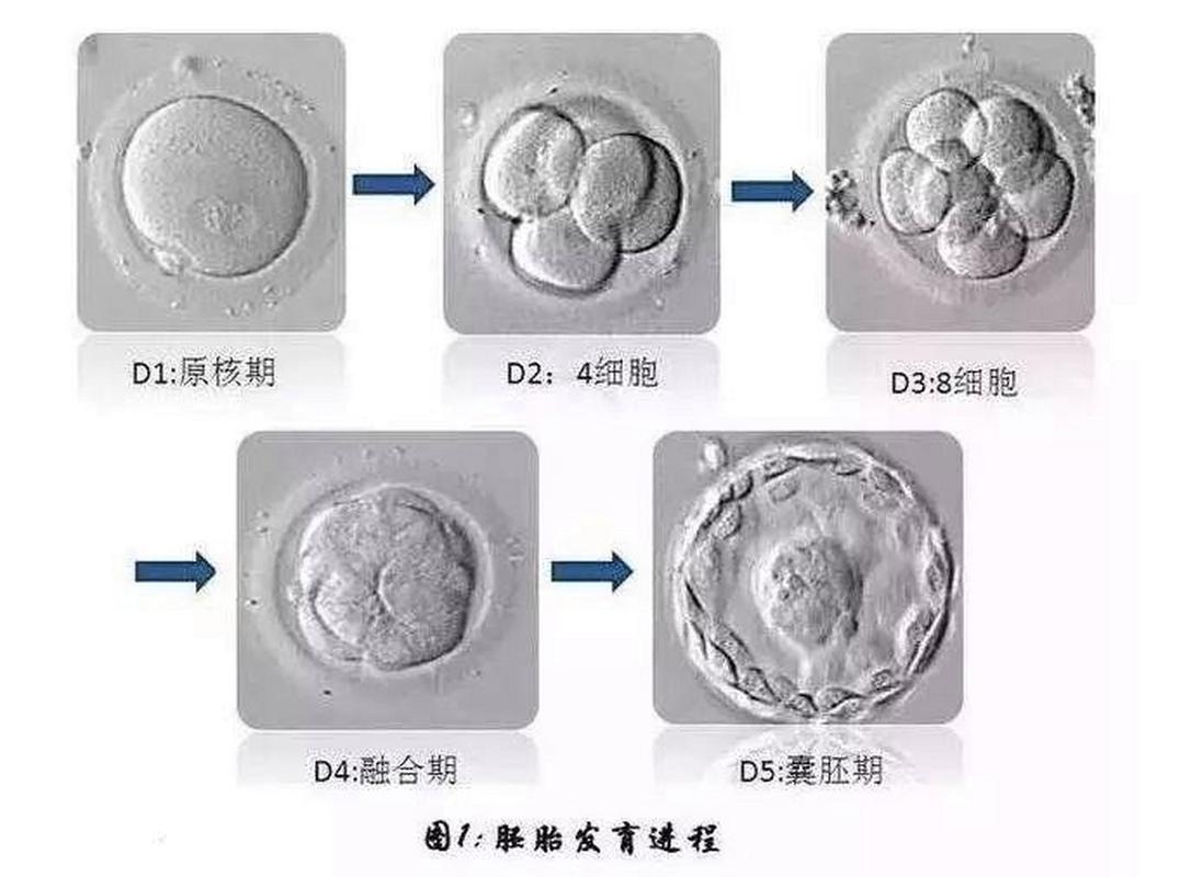 囊胚优势