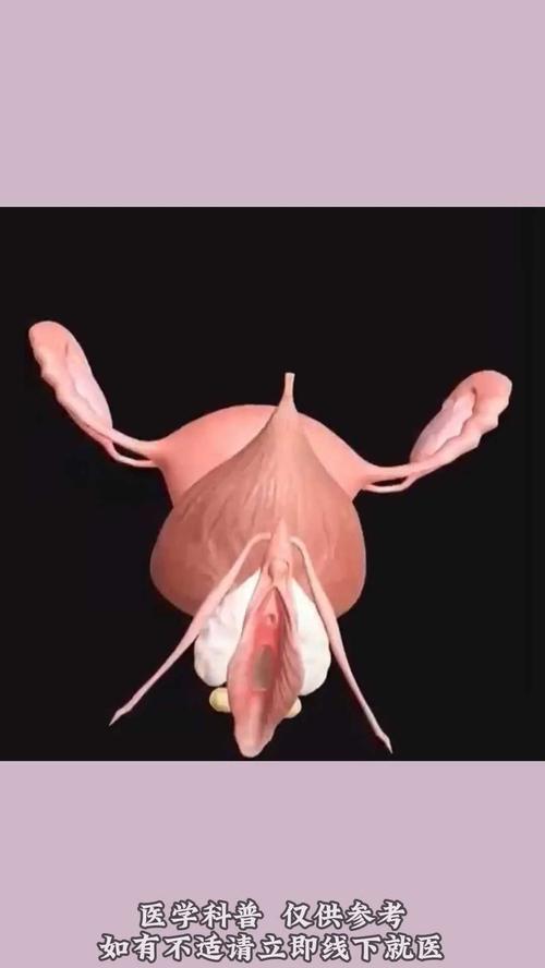 生殖情感