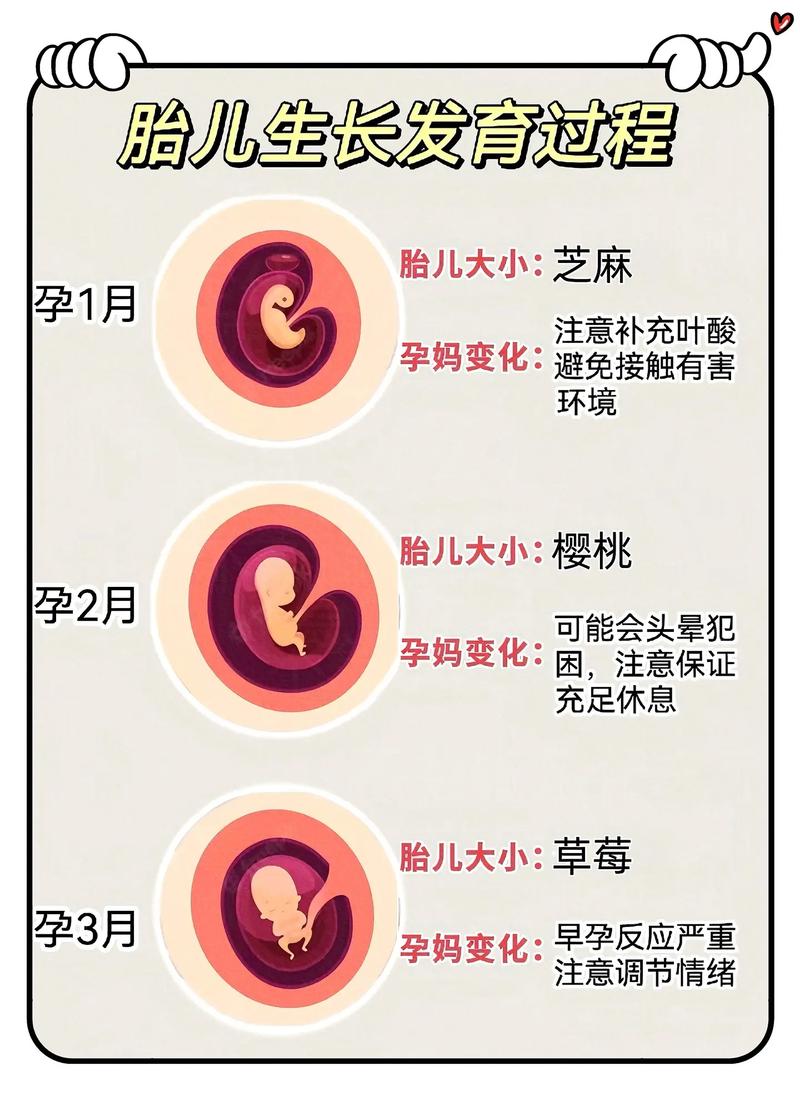  胚胎来源