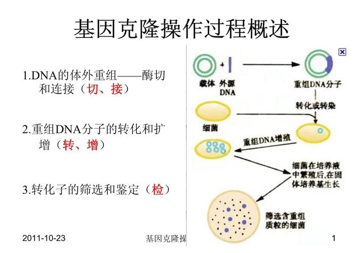  基因克隆
