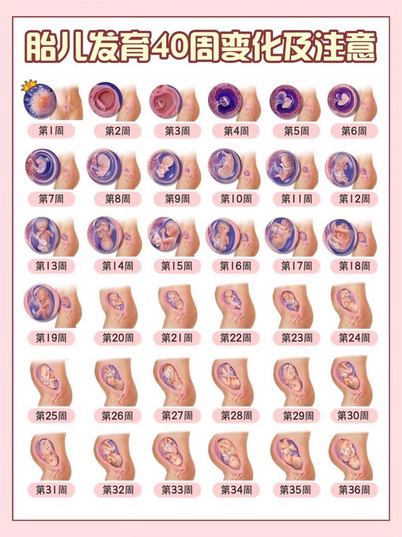 体内发育