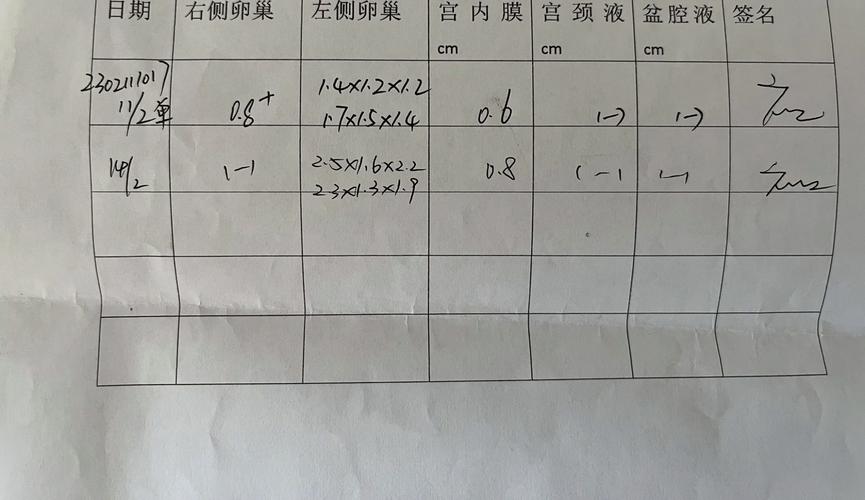 两个卵泡