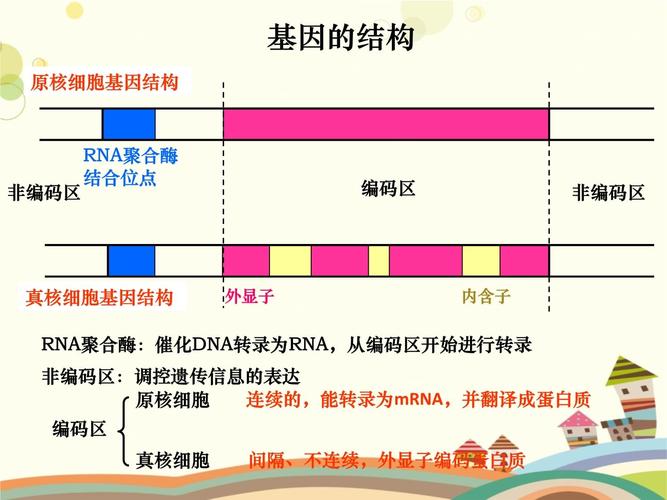 基因表达