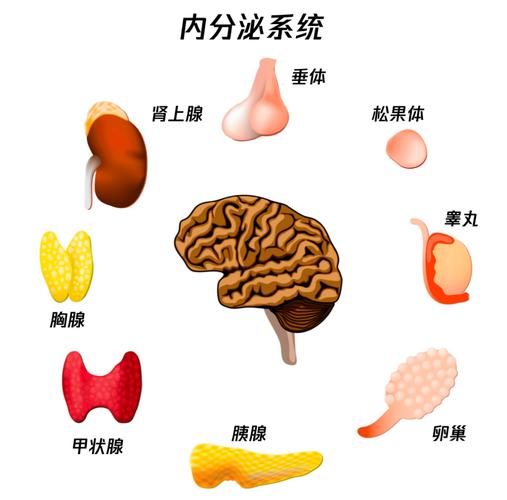  内分泌