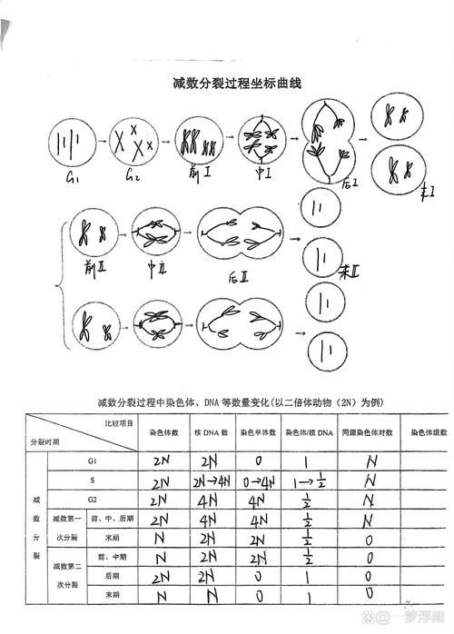  5细胞分裂